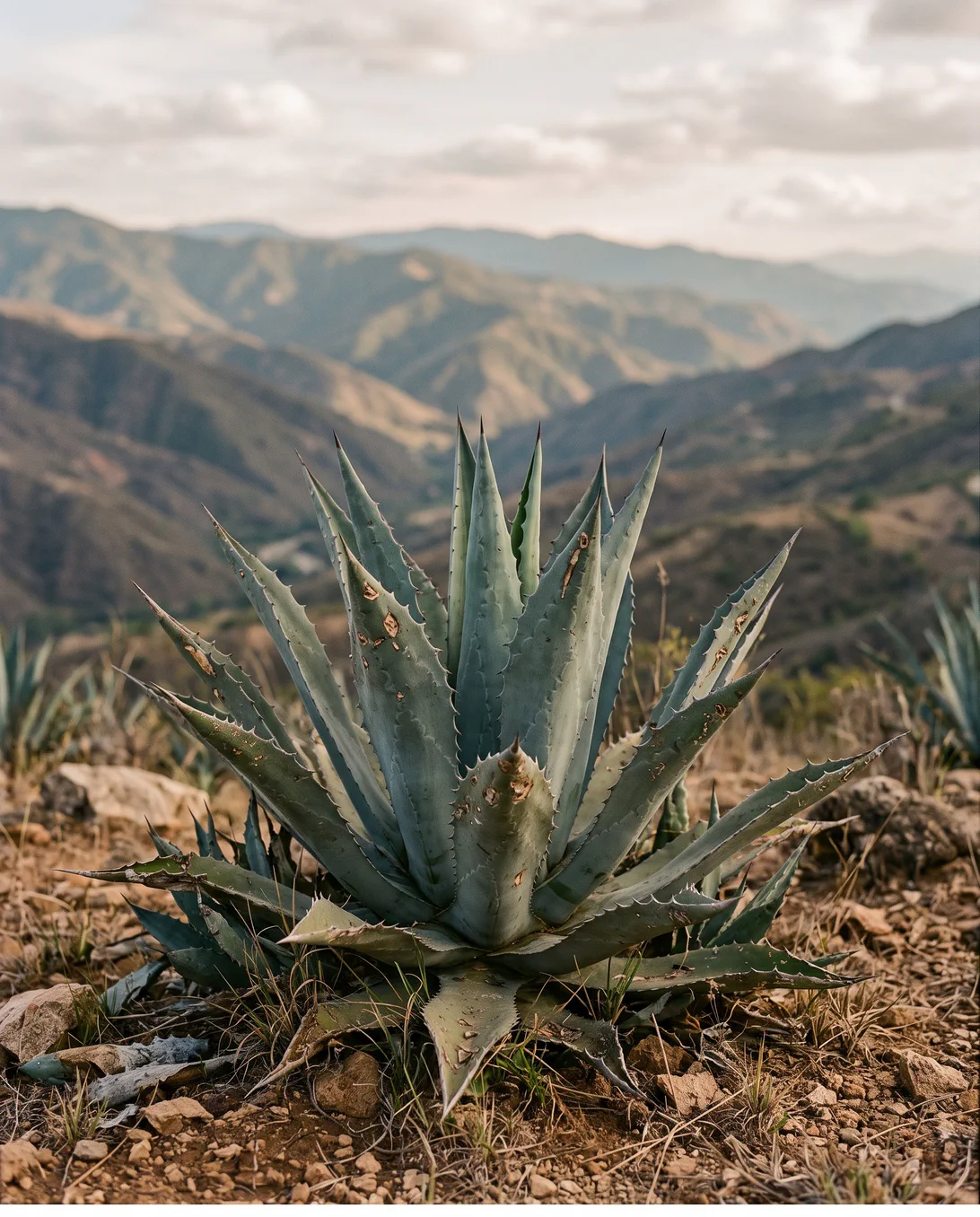 Agave espadín maduro en las laderas de la sierra oaxaqueña